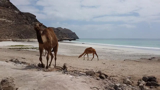 West Salalah coast photo 29