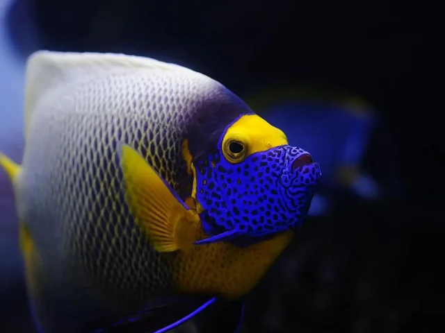 From Sharm: White Island and Ras Mohamed Snorkelling Trip — photo 4
