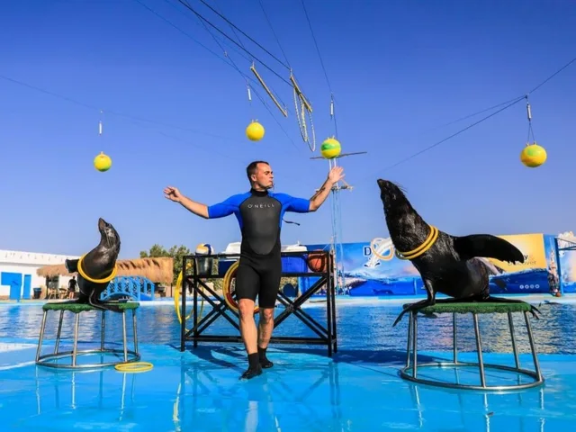 Dolphin Show in Sharm El Sheikh — photo 7