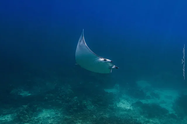Daymaniat Islands Snorkeling with Brunch — reference photograph