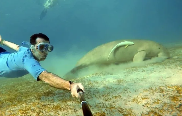 Marsa Mubarak Snorkeling: Dugongs & Turtles from Marsa Alam — photo 4