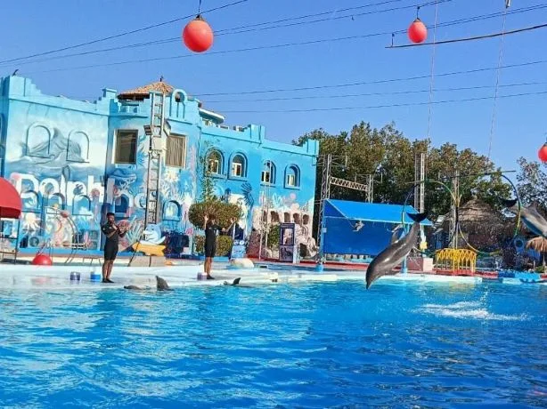 Dolphin Show in Sharm El Sheikh — photo 17