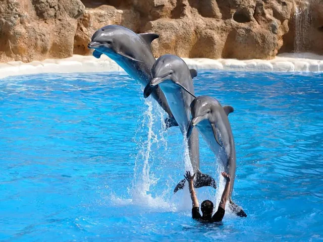 Dolphin World Makadi Show from Hurghada — tour photograph