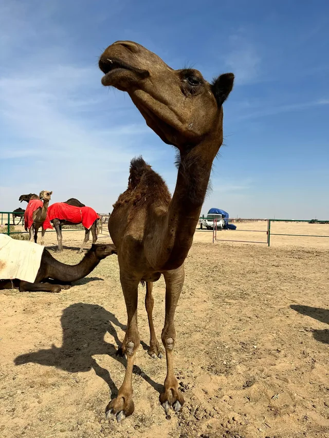 Overnight desert safari photo 36