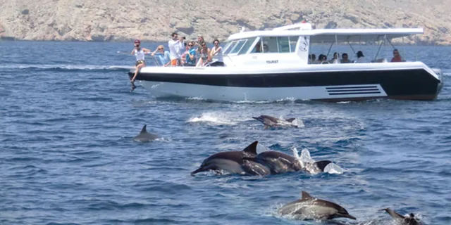 Dolphin Watching Boat Tour — reference photograph