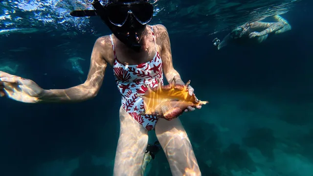 Dolphin Watching & Snorkeling — reference photograph