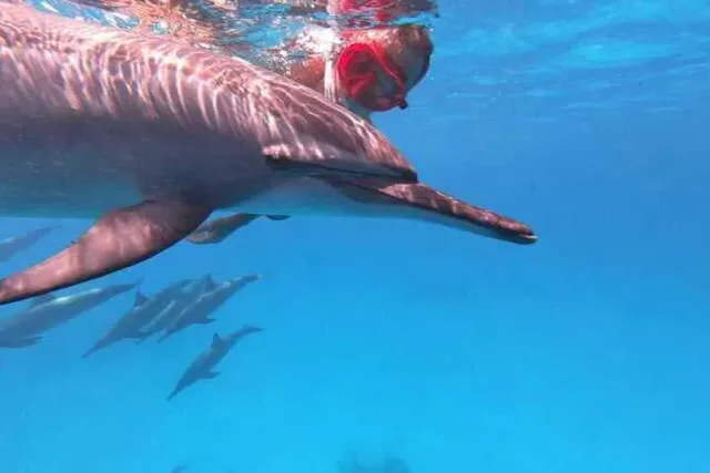 Shaab Samadai Dolphin House Snorkeling from Marsa Alam — photo 3