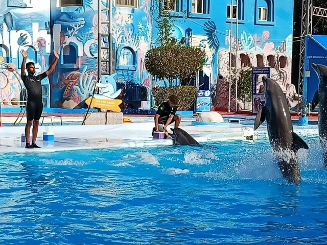 Dolphin Show in Sharm El Sheikh — photo 3