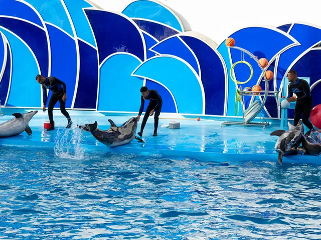 Dolphina Park Hurghada Show Tickets & Transfer Options — photo 5