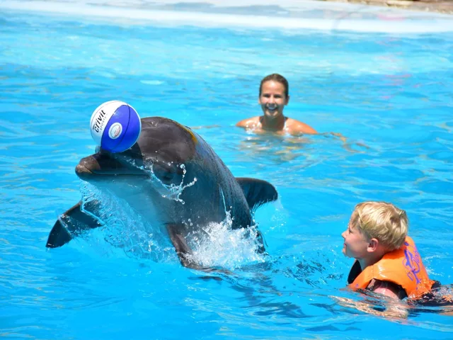 Dolphin Show in Sharm El Sheikh — photo 11