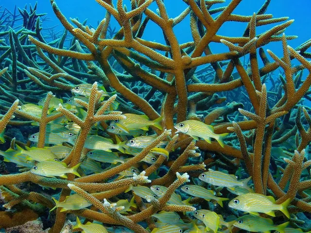 From Sharm: White Island and Ras Mohamed Snorkelling Trip — photo 7