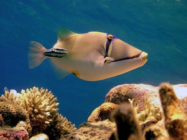 Sharm: Mangrove, Magic Lake, Earthquake Crack & Snorkelling by Bus — photo 26