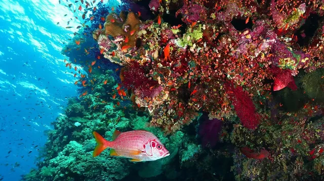 From Sharm: White Island and Ras Mohamed Snorkelling Trip — photo 11