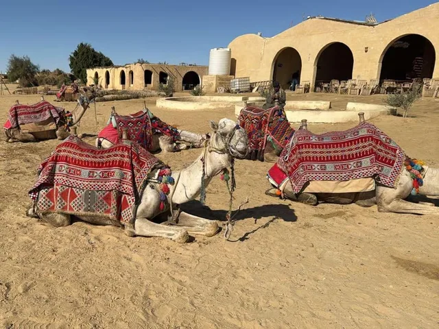Wadi Hitan & Wadi El Rayan Waterfalls Tour from Cairo — photo 3