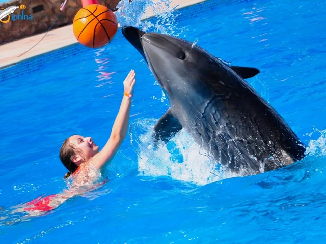 Dolphin Show in Sharm El Sheikh — photo 6