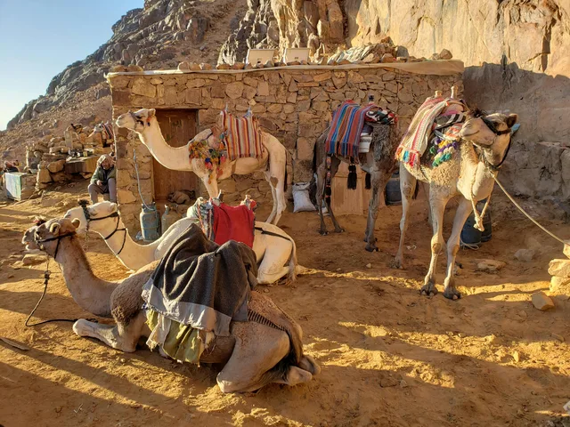 Mount Sinai Sunrise & St. Catherine Tour from Dahab — photo 16