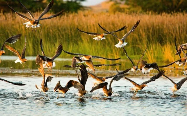 Birdwatching Tour with Mosque Visit — reference photograph