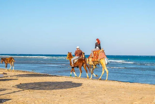Hurghada Sunset Camel Ride on the Beach & Desert — photo 11