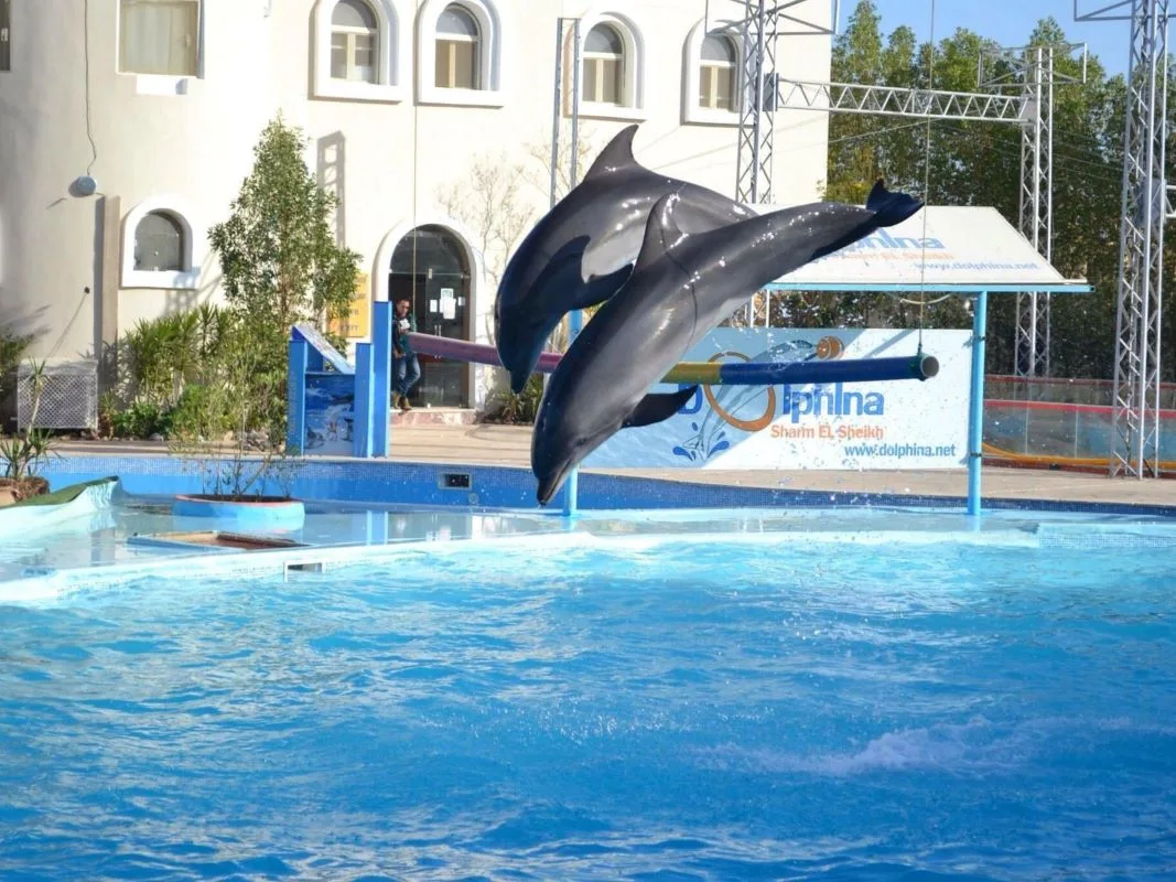 Dolphin Show in Sharm El Sheikh — tour photograph