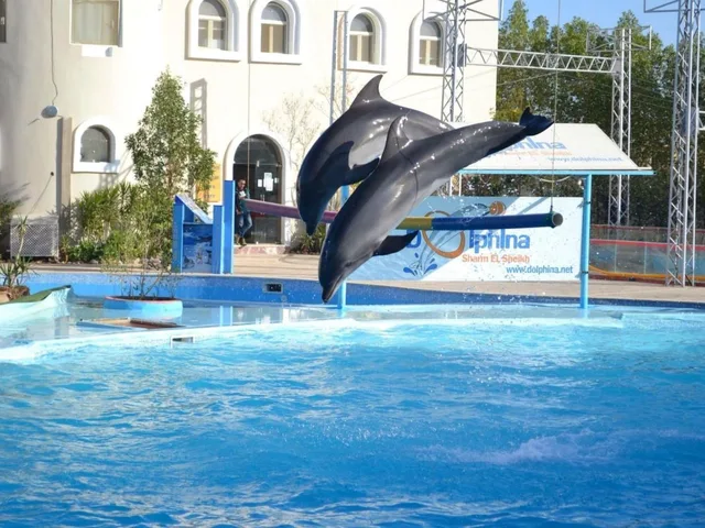 Dolphin Show in Sharm El Sheikh — tour photograph