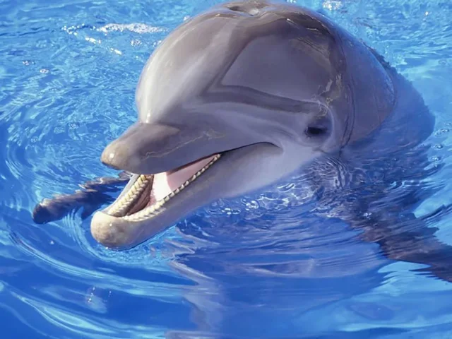 Dolphin World Makadi Show from Hurghada — photo 8