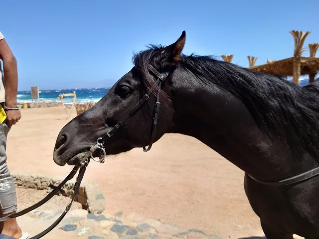 Dahab Lagoon Beach Horse Riding Tour — photo 9