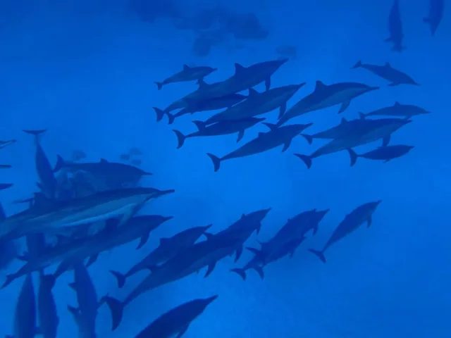 Shaab Samadai Dolphin House Snorkeling from Marsa Alam — photo 10