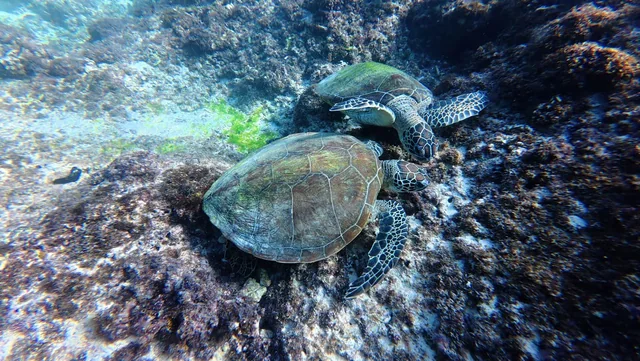 Dolphin Watching & Snorkeling — reference photograph
