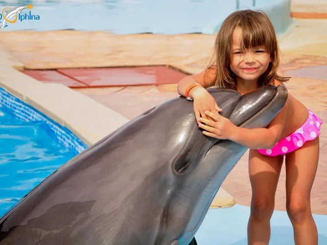 Dolphin Show in Sharm El Sheikh — photo 16