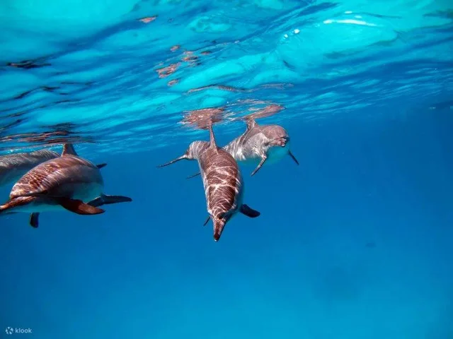 Hurghada Island-Hopping Yacht Tour & Dolphin Watching — photo 6