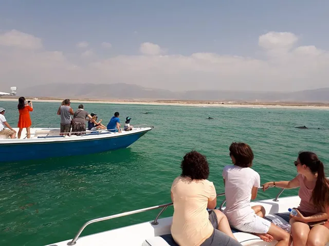 Salalah dolphin watching experience