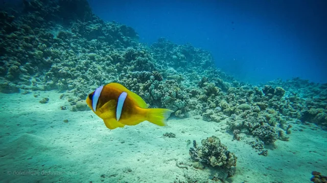 From Sharm: White Island and Ras Mohamed Snorkelling Trip — photo 31