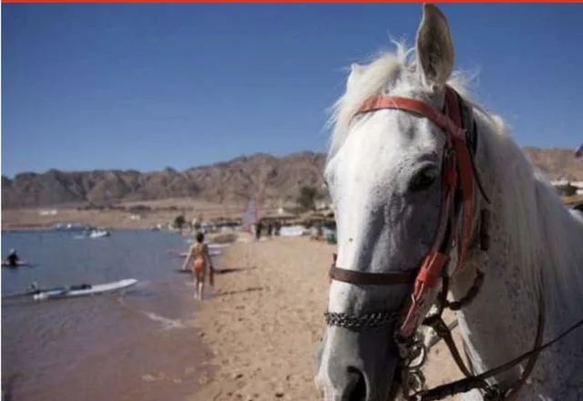Dahab Lagoon Beach Horse Riding Tour — photo 8