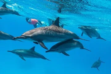 Shaab Samadai Dolphin House Snorkeling from Marsa Alam — photo 2