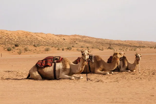 Wadi Bani Khalid & Wahiba Sands — reference photograph
