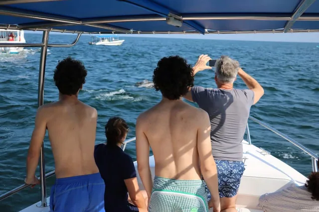 Dolphin Watching Boat Tour — reference photograph