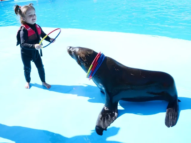 Dolphin Show in Sharm El Sheikh — photo 13