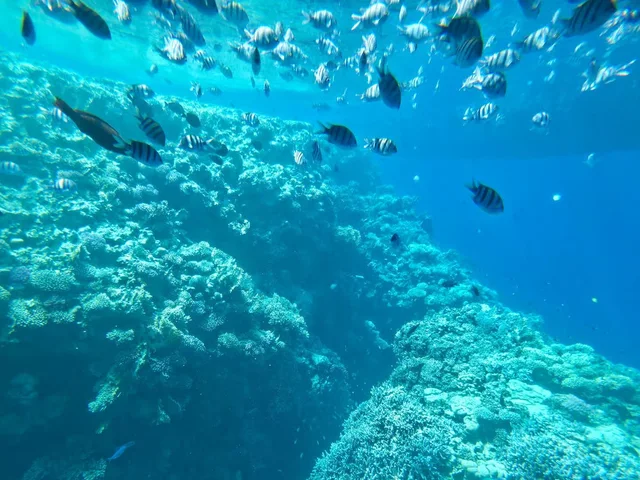 Sea Scope Semi-Submarine from Sharm El Sheikh — photo 2