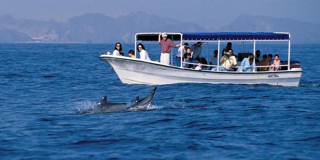 Dolphins beside a passenger boat