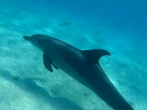 Hurghada Island-Hopping Yacht Tour & Dolphin Watching — photo 8