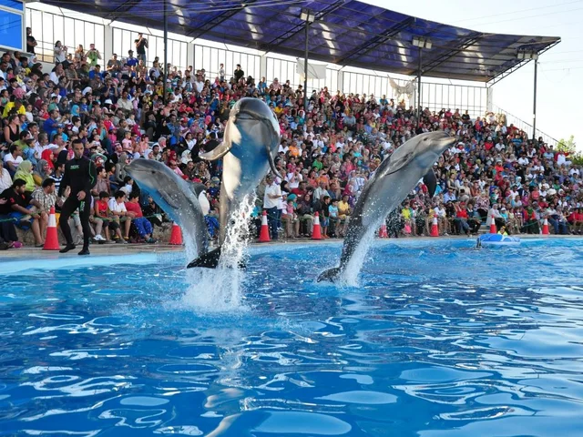 Dolphin Show in Sharm El Sheikh — photo 15
