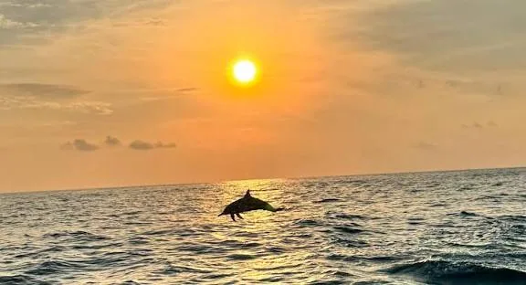 Dolphin watching from Salalah