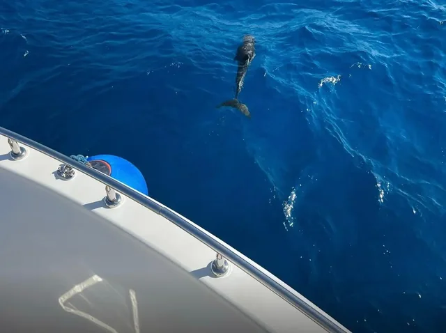 Dahab: Luxury Snorkelling Cruise with Buffet Lunch — photo 9