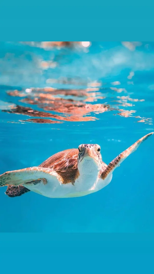 Daymaniat Islands Snorkeling with Brunch — reference photograph