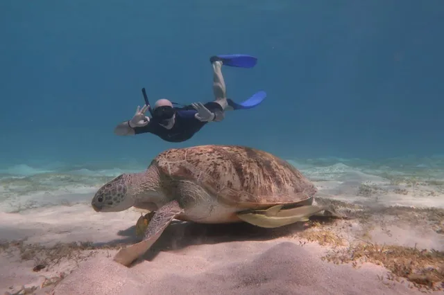 Marsa Mubarak Snorkeling: Dugongs & Turtles from Marsa Alam — photo 13