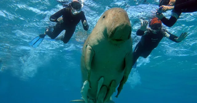 Marsa Mubarak Snorkeling: Dugongs & Turtles from Marsa Alam — photo 5