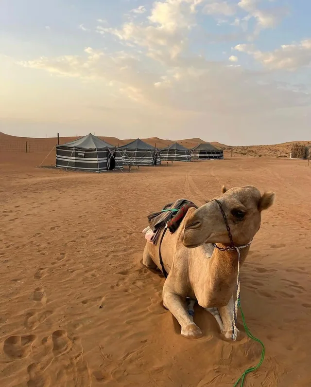 Overnight desert safari photo 42