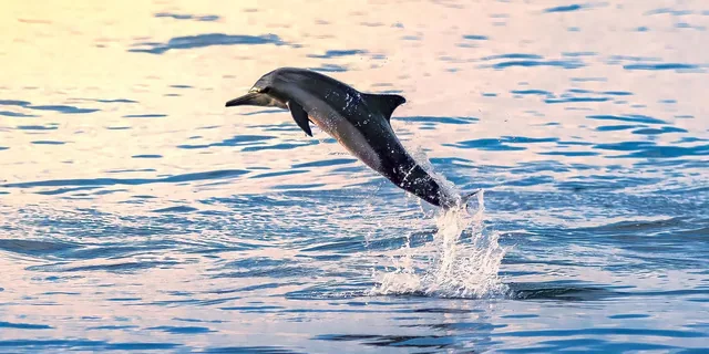Dolphin Watching Boat Tour — reference photograph
