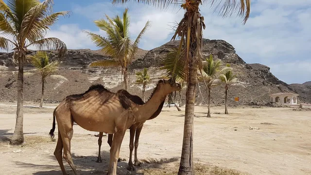 West Salalah coast photo 27