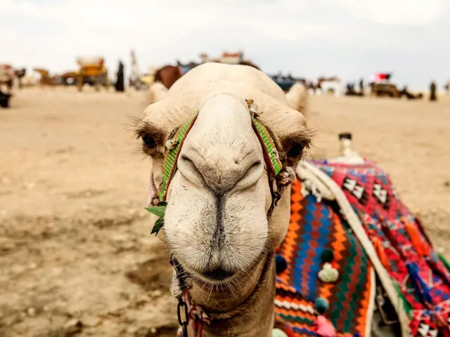 Giza Pyramids & Sphinx Half-Day Tour from Cairo — photo 2